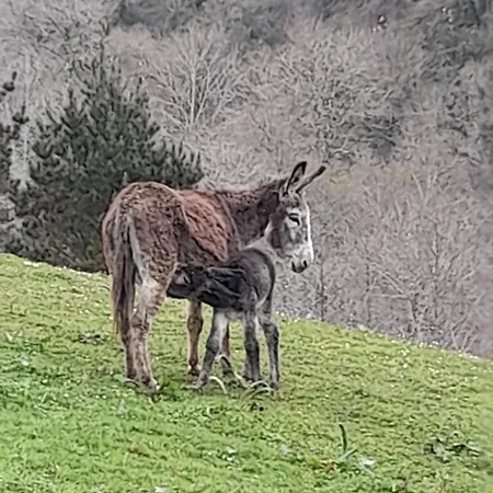 Cerezal 1 بيت للعطل Los Candanos