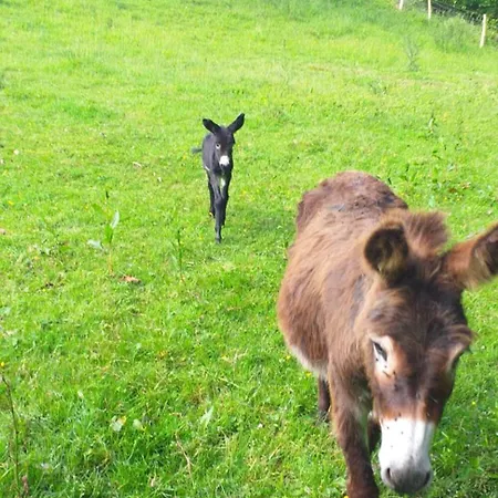 Cerezal 1 Los Candanos